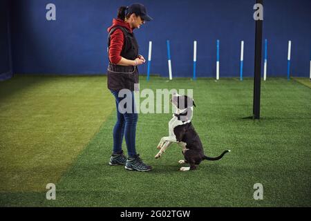 Allenatore femminile professionista addestrando un cucciolo tranquillo Foto Stock