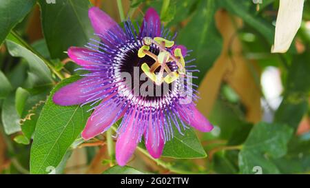 Vista dall'alto del bellissimo fiore di frutto della passione e del verde delle foglie Foto Stock