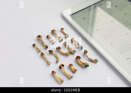 Pianificatore di microdosaggio. Funghi psilocibin secchi Maestro d'oro con calendario digitale su sfondo bianco. Psilocybe Cubensis psichedelico funghi. Io Foto Stock