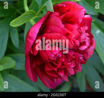 Paeonia officinalis Rubra Plena, Cambridge, spazio floreale bello e tranquillo Foto Stock