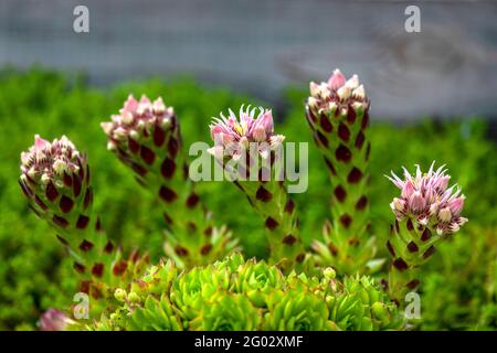 immagine macro di sempervivum o di porri di casa un succulente duro circa a busto in fiore, fuoco selettivo sfocato sfondo copia spazio sopra Foto Stock