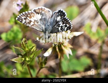 Una farfalla bianca dello skipper a scacchi che danzano intorno a collezionare nettare. Foto Stock