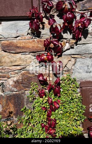 Una pianta autunnale rossa di arrampicata poggia su un muro di pietra di una casa illuminata dal sole. Foto verticale. Foto Stock