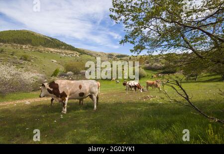 Mucche da pascolo su un prato verde nei pressi di campo Imperatore in Abruzzo Foto Stock