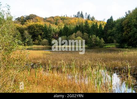 Lago di Barn Hill nel parco forestale di Rossmore, nella contea di Monaghan, Irealnd nella stagione autunnale Foto Stock