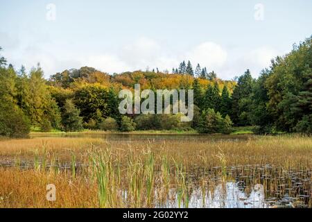 Lago di Barn Hill nel parco forestale di Rossmore, nella contea di Monaghan, Irealnd nella stagione autunnale Foto Stock