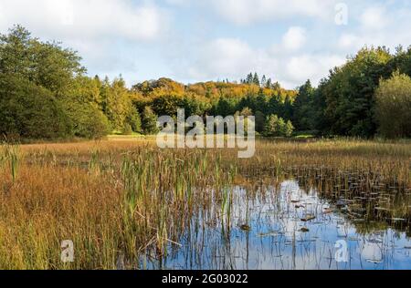 Lago di Barn Hill nel parco forestale di Rossmore, nella contea di Monaghan, Irealnd nella stagione autunnale Foto Stock