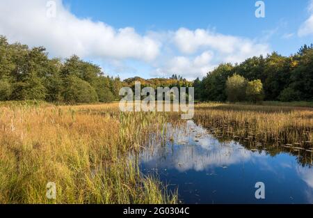 Lago di Barn Hill nel parco forestale di Rossmore, nella contea di Monaghan, Irealnd nella stagione autunnale Foto Stock