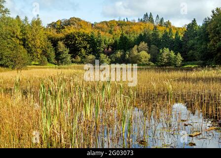 Lago di Barn Hill nel parco forestale di Rossmore, nella contea di Monaghan, Irealnd nella stagione autunnale Foto Stock