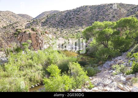 SAN BERNARDINO NATIONAL FOREST, CALIFORNIA, STATI UNITI - 03 maggio 2021: Una lussureggiante oasi si sviluppa intorno alle sorgenti termali di Deep Creek nella San Bernardino Natio Foto Stock