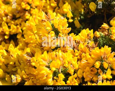 Cespuglio di gola giallo [ulex europaeus] che cresce vicino al mare sulla costa occidentale della Scozia. Foto Stock