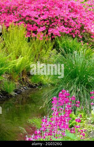 Fioritura Primula pulverulenta Rododendro a Garden Stream Primrose Fornace Falce Matteuccia struthiopteris Foto Stock