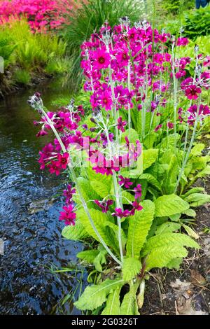 Il torrente del giardino di primavera scorre attraverso il parco e le piante da giardino fiorite crescono sulle sue rive Primula pulverulenta Candelabra Primrose fiori Foto Stock