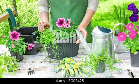 Un giardiniere in un grembiule piante fiori in una piantatrice appesa per decorare la casa e il giardino in una giornata di sole. Attrezzi e attrezzature per il giardinaggio in giardino Foto Stock