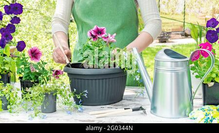 Il giardiniere usa una spatola per piantare piantine di fiori in piantatrici per arredamento di casa e giardino. Giardinaggio lavoro primaverile su trapiantare fiori. Giardinaggio Foto Stock