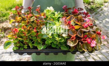 Un giardiniere in un grembiule tiene un grande vassoio di plastica della cassetta con i giovani pianta di Begonia. Le piantine di fiori sono pronte per piantare nel terreno di un gar di fiori Foto Stock