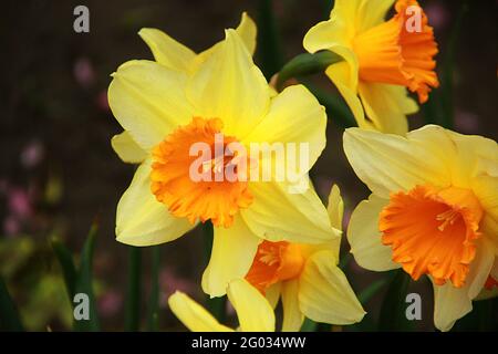 Narcisi ravvicinati Foto Stock