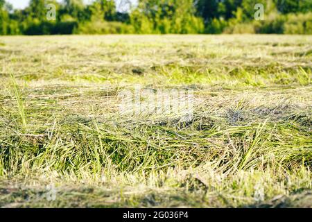 Prato con erba appena falciata sullo sfondo di una piccola foresta. Primo piano Foto Stock