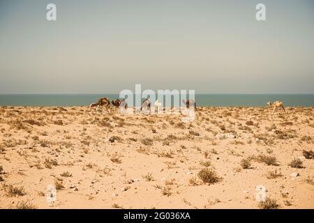 I cammelli stanno pascolando sulla costa dell'Oceano Atlantico Foto Stock