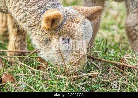 Primo piano ritratto dell'agnello che mangia erba. Co. Wexford. Irlanda. Foto Stock