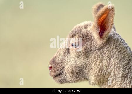 Primo piano ritratto dell'agnello. Co. Wexford. Irlanda Foto Stock