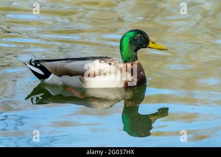 Primo piano di un'anatra mallard maschile in acqua Foto Stock