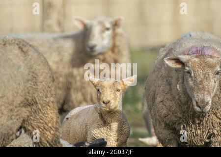 Primo piano ritratto dell'agnello circondato da pecore in un gregge. Co. Wexford. Irlanda Foto Stock