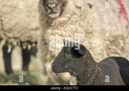 Primo piano ritratto dell'agnello nero. Co. Wexford. Irlanda Foto Stock