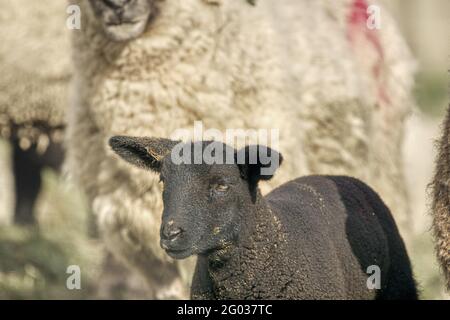 Primo piano ritratto dell'agnello nero. Co. Wexford. Irlanda Foto Stock