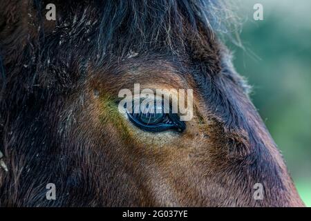 Primo piano di castagno cavallo occhio. Foto Stock