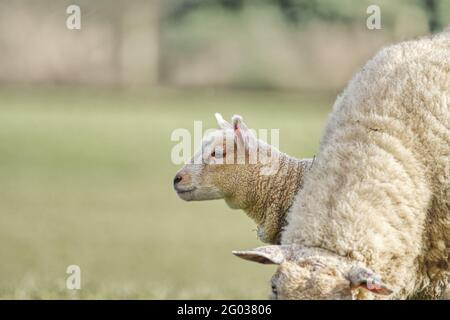 Primo piano ritratto dell'agnello. Co. Wexford. Irlanda Foto Stock