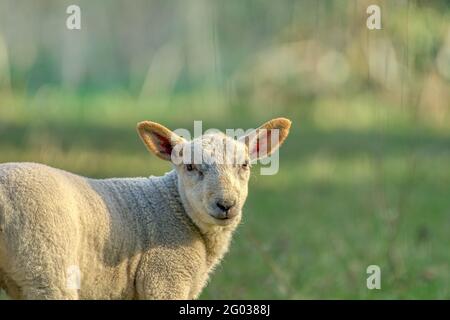 Primo piano ritratto dell'agnello. Co. Wexford. Irlanda Foto Stock