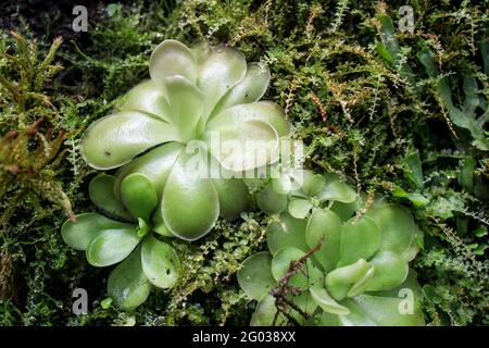 Pinguicula gigantea x moctezumae è una specie tropicale di pianta carnivora della famiglia delle Lentibulariaceae. Trappole flypaper. Giardino botanico Foto Stock