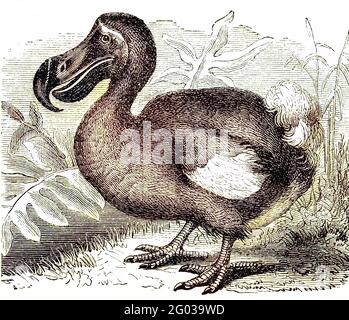Il dodo, Raphus cucullatus, era un uccello estinto senza luce che era endemico all'isola di Mauritius, ad est del Madagascar nell'Oceano Indiano / Dodo, Dronte, Doudo oder Dudu, Raphus cucullatus, Didus ineptus, War ein etwa einen Meter großer, flugunfähiger Vogel, der ausschließlich auf der Insel Mauritius im Indischen Ozean vorkam, Historisch, storico, digitale riproduzione migliorata di un originale del 19 ° secolo / digitale Reproduktion einer Originalvollage aus dem 19. Jahrhundert, Koloriert, Kolorierung, koloriert, handkoloriert, Colorazione a mano, colorata a mano Foto Stock