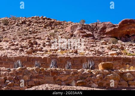 Piante di Drifia maritima conosciute anche come squill, squill di mare o cipolla di mare nel sito archeologico di petra, giordania Foto Stock