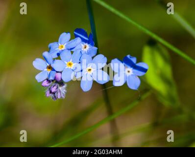 FORGET-ME-NON Myosotis scorpioides Foto Stock