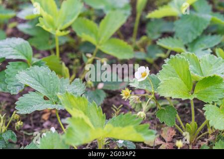 Pianta di fragole nel giardino, frutti di bosco, fiori bianchi, cespuglio di fragole Foto Stock