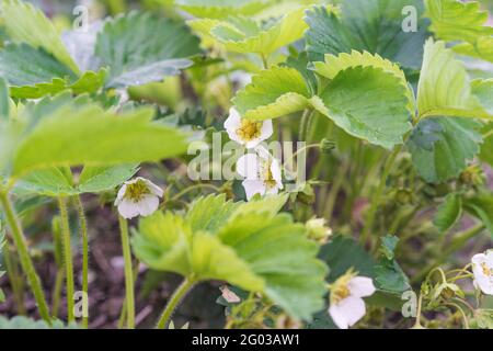 Pianta di fragole nel giardino, frutti di bosco, fiori bianchi, cespuglio di fragole Foto Stock