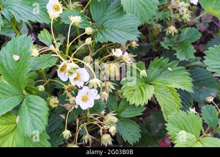 Pianta di fragole nel giardino, frutti di bosco, fiori bianchi, cespuglio di fragole Foto Stock