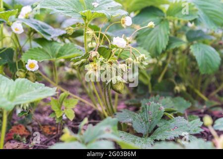 Pianta di fragole nel giardino, frutti di bosco, fiori bianchi, cespuglio di fragole Foto Stock