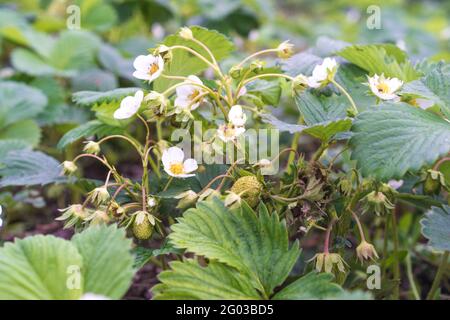 Pianta di fragole nel giardino, frutti di bosco, fiori bianchi, cespuglio di fragole Foto Stock