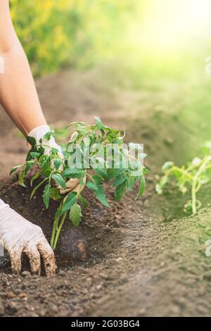 Donna mani in guanti che piantano germogli di pomodoro nel terreno. Foto Stock