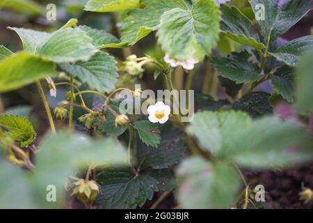 Pianta di fragole nel giardino, frutti di bosco, fiori bianchi, cespuglio di fragole Foto Stock