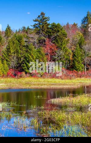 Un laghetto paludoso sulle terre selvatiche statali sulle Pocono Mountains della Pennsylvania, Foto Stock