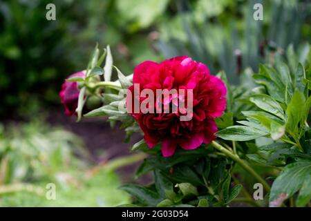 Il cinema scuro filtra le peonie rosse nel giardino. Peonia rossa in fiore. Gruppo di peonie rosse. Foto Stock