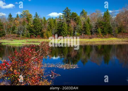 Un laghetto paludoso sulle terre selvatiche statali sulle Pocono Mountains della Pennsylvania, Foto Stock