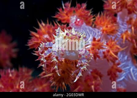 Morbido granchio di corallo (Hoplophrys oatesii) su corallo rosso morbido, Bunaken Marine Park, Sulawesi, Indonesia Foto Stock