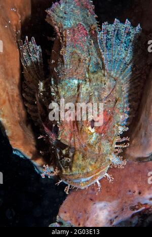 Scorpaenopsis oxycephala (scorpaenopsis oxycephala) in spugna vaso, Lembeh Strait, Sulawesi, Indonesia Foto Stock