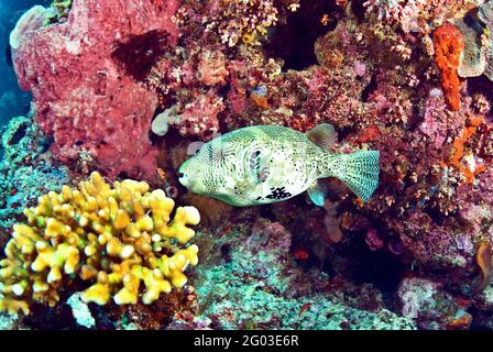 Mappa Pufferfish (Arothron mappa), Bunaken Marine Park, Sulawesi, Indonesia Foto Stock