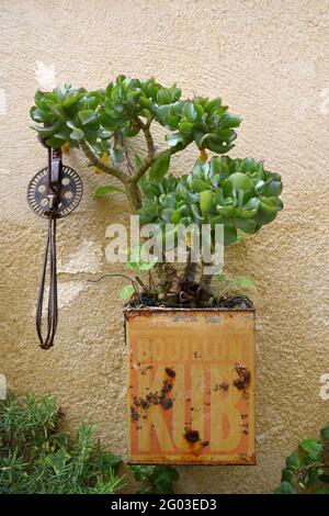 Crassula ovata Succulent, Jade Plant, Lucky Plant, Money Plant o Money Tree in Vintage Tin Box Wall Planter Foto Stock